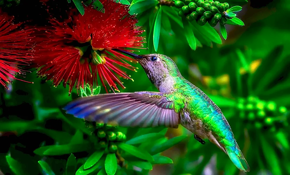 Costa Rica Hummingbird