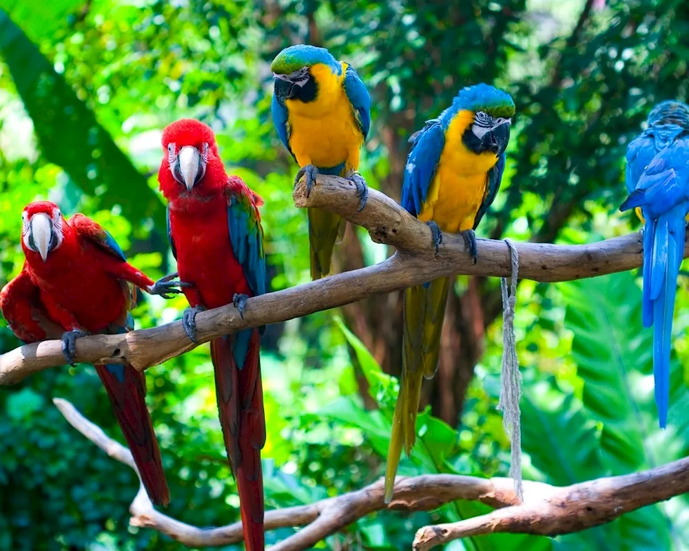 Long-tailed parrots Australia