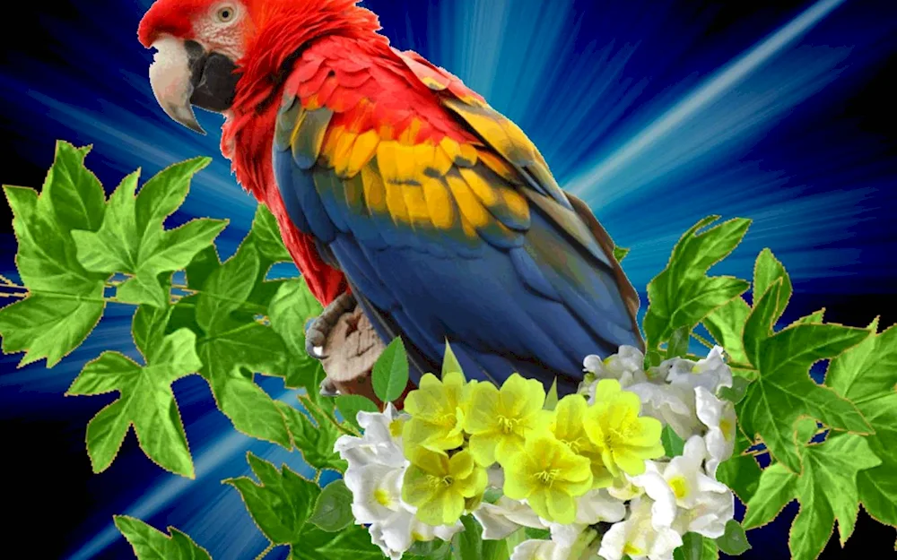 Beautiful parrots