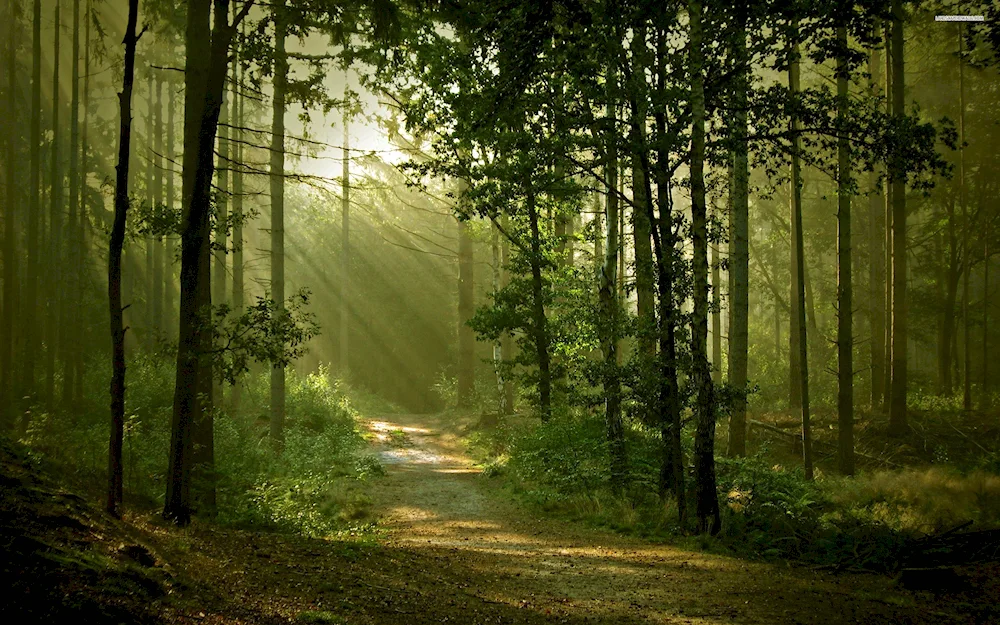 A path in the forest