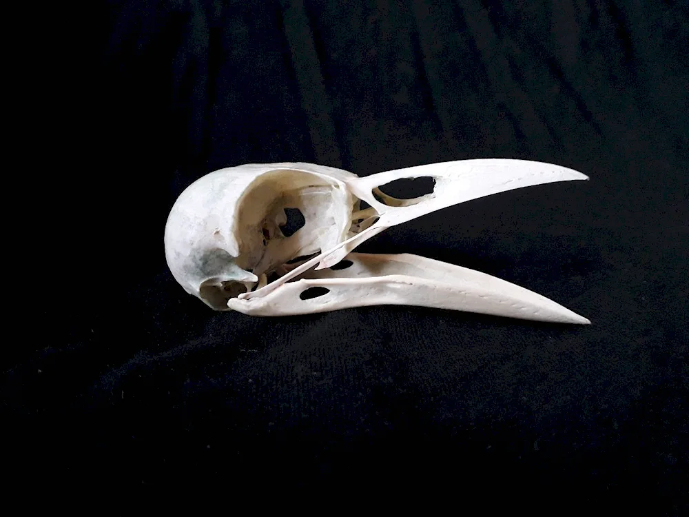 Bird skull reference