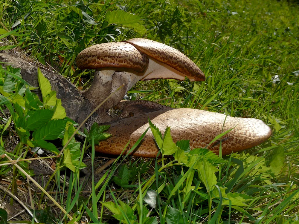 Sulphur yellow trutovik mushroom