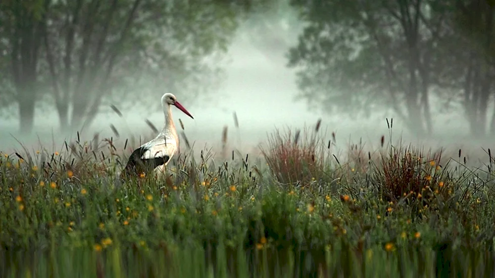 Grey Swamp Heron