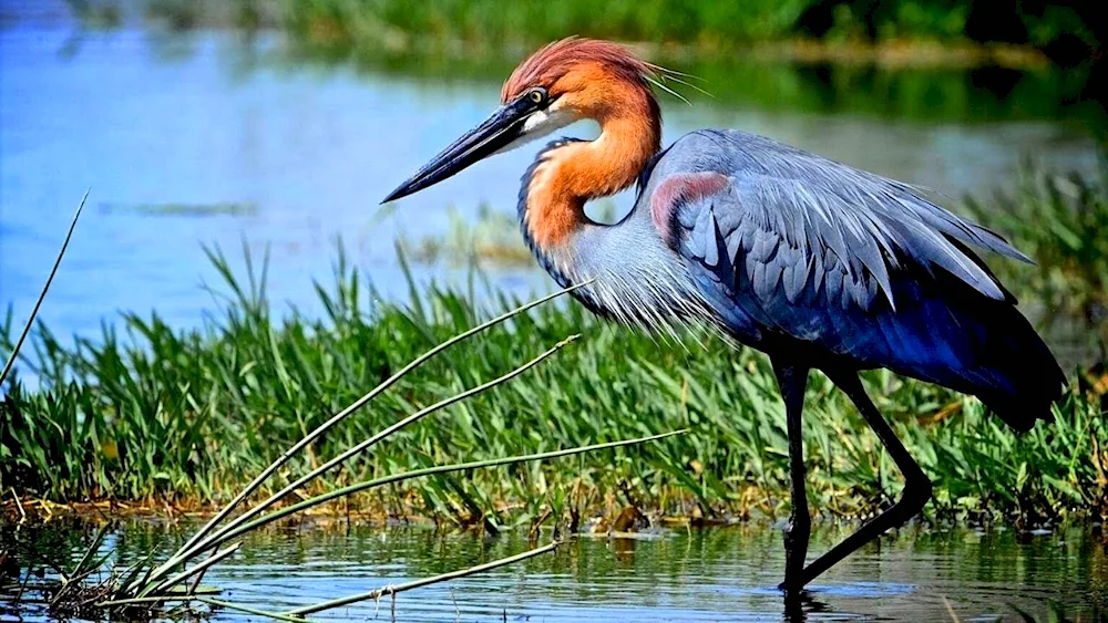 White heron