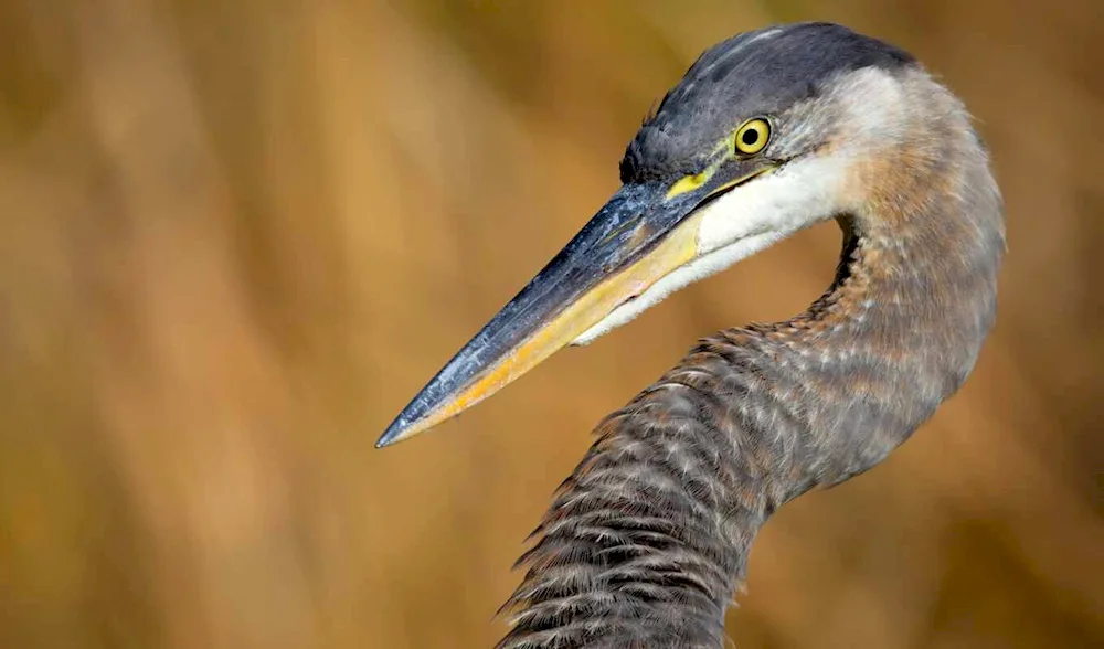 Bird with a curved beak