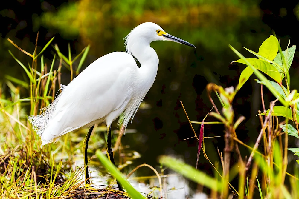 Grey heron