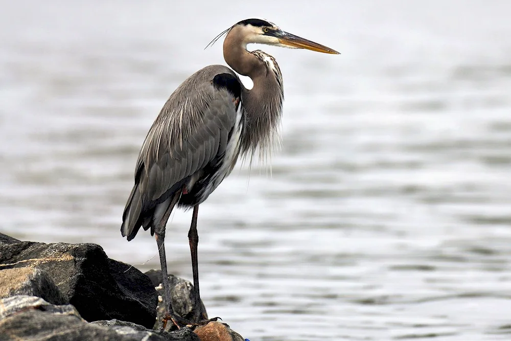 Blue-footed heron Egretta rufescens