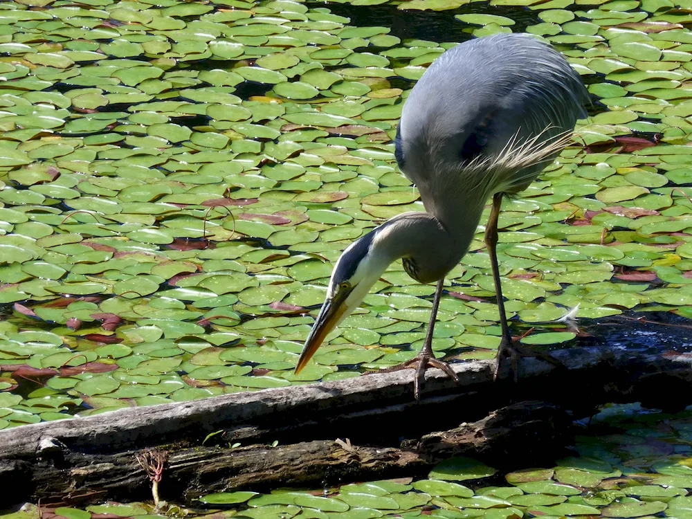 Egretta heron