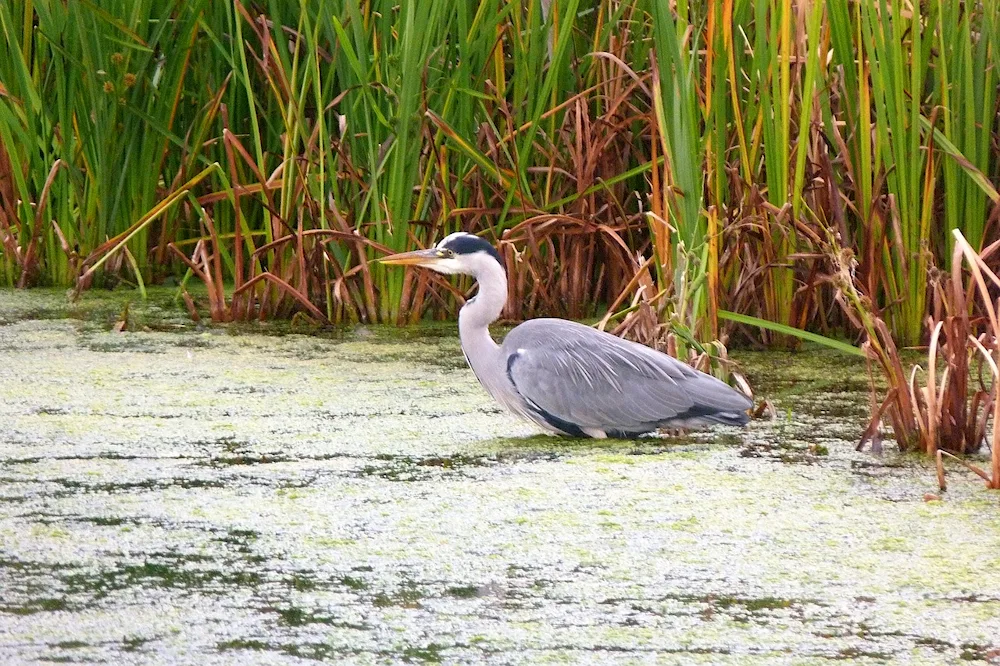 White heron