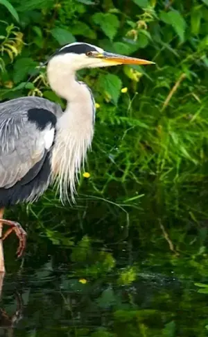 Grey wading heron