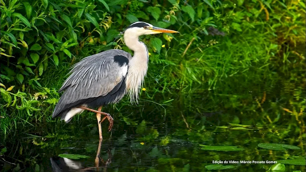 Grey wading heron