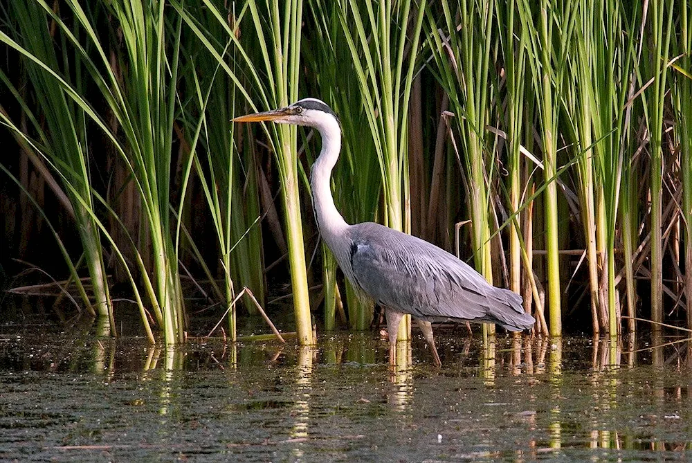 Wading birds