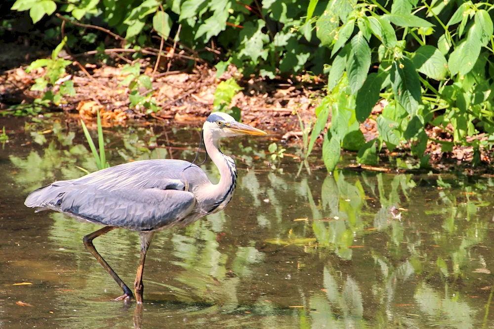 Indian pond heron