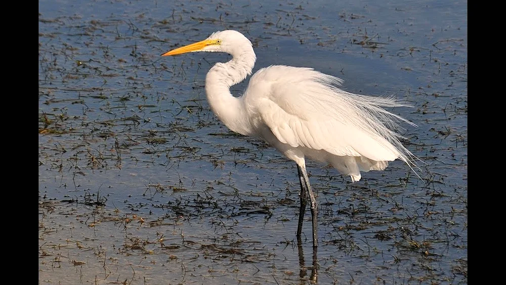 Grey Marsh Heron