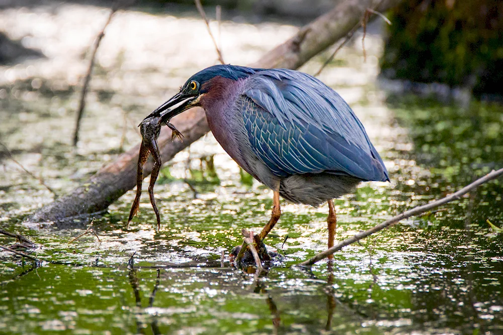 Heron's Heron