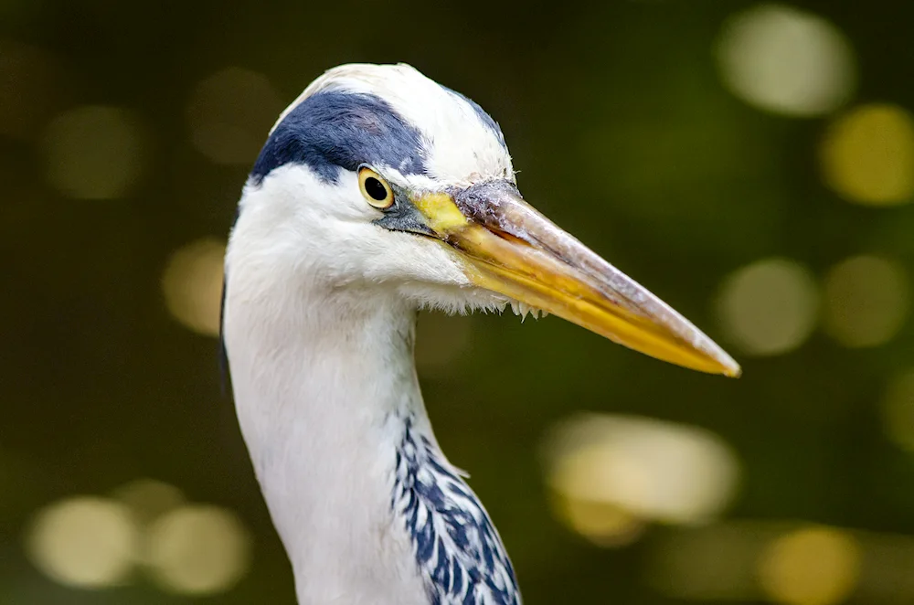 Grey beaked bird