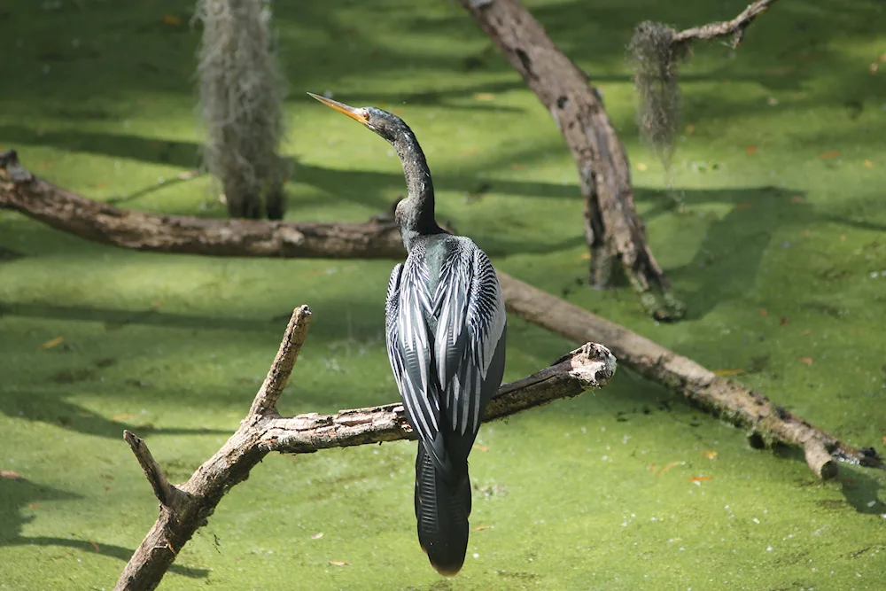 White-winged heron