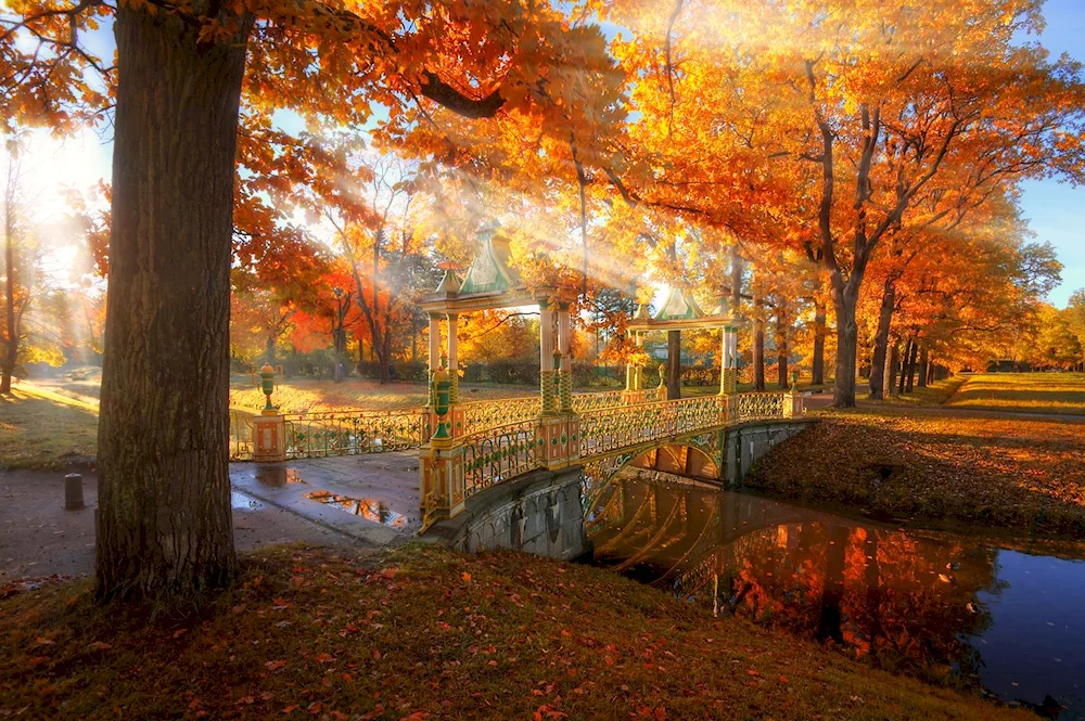 Tsarskoye Selo maples