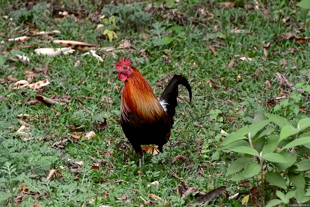 Ceylon jungle hen