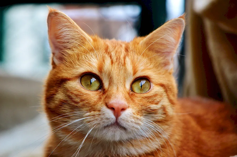 Maine Coon cat