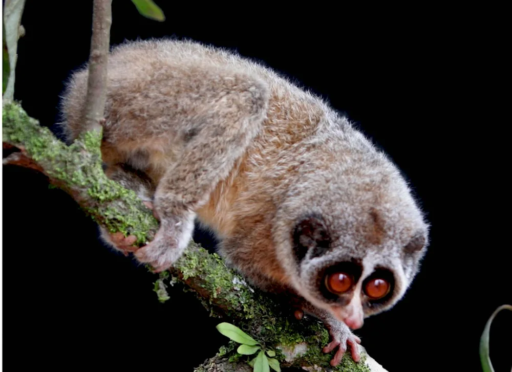 Lemur Lori