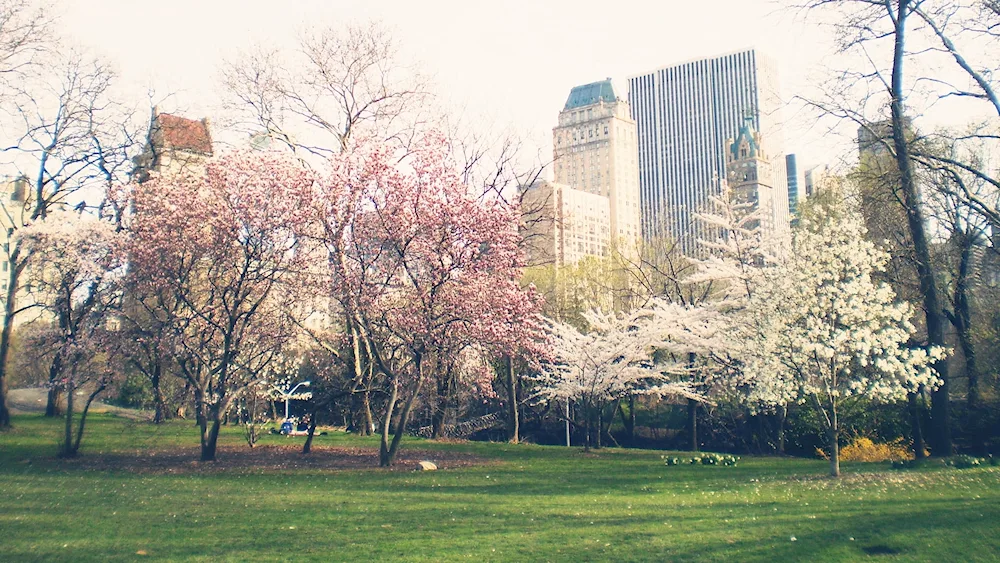 Central Park New York