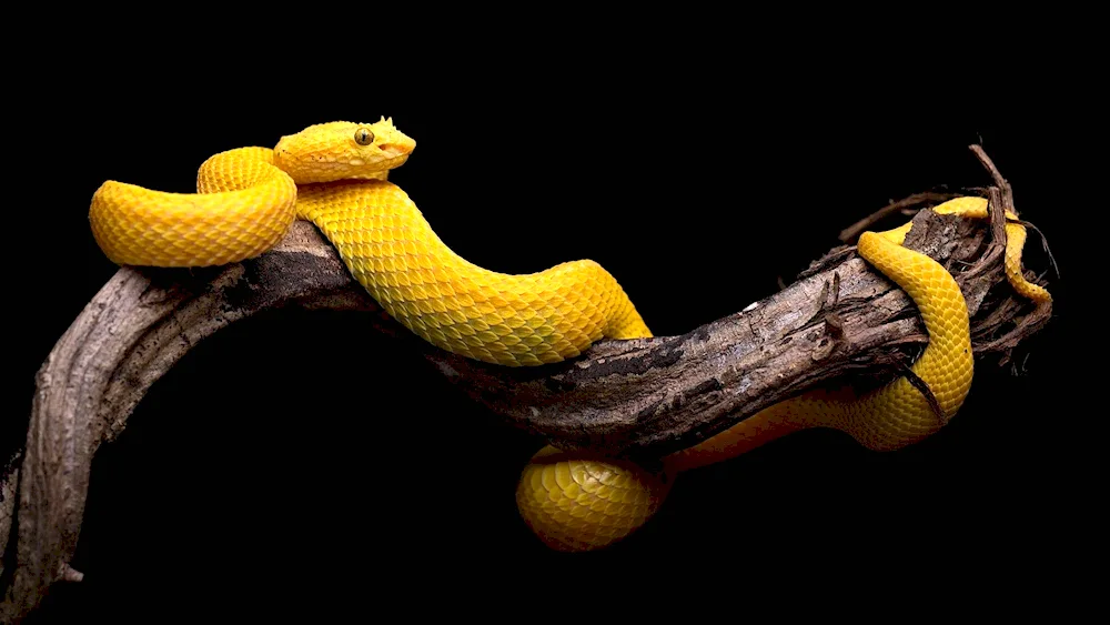 Black Aspid snake