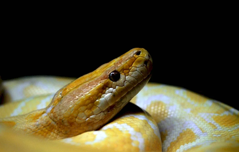 Snake in a tree