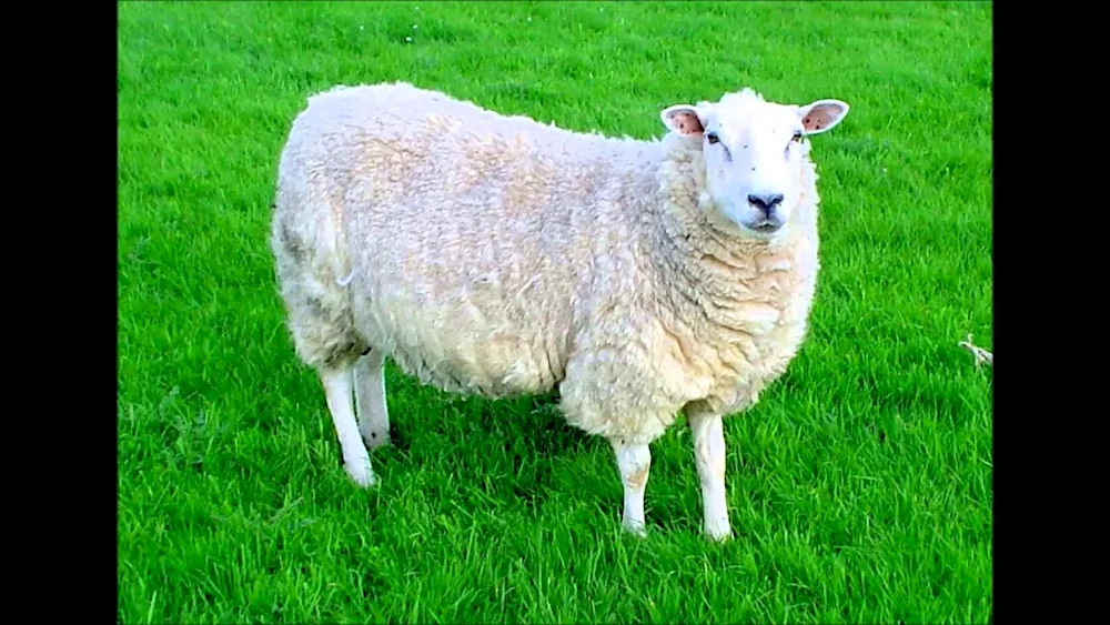 Sheep