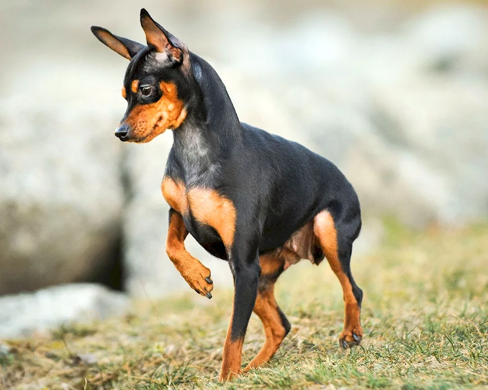 Zweng Pinscher