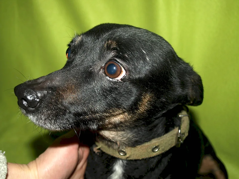 Zwergpinscher Russell Métis pinscher