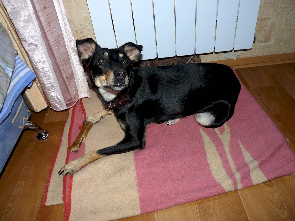 Zwergpinscher Russell Métis pinscher