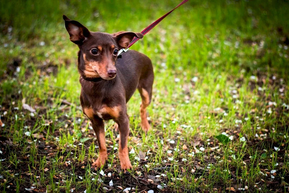 German. Zwergpinscher métis