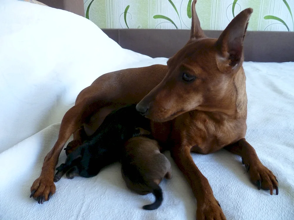 Jagdterrier and dachshund