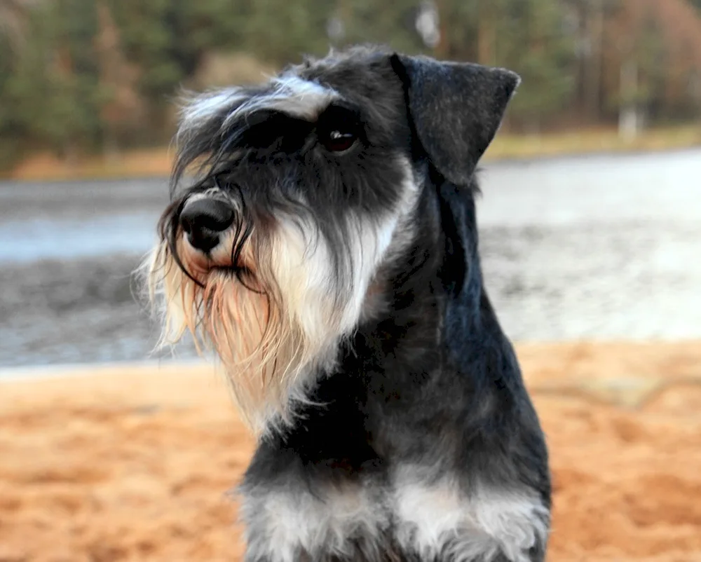 Cover Schnauzer Terrier