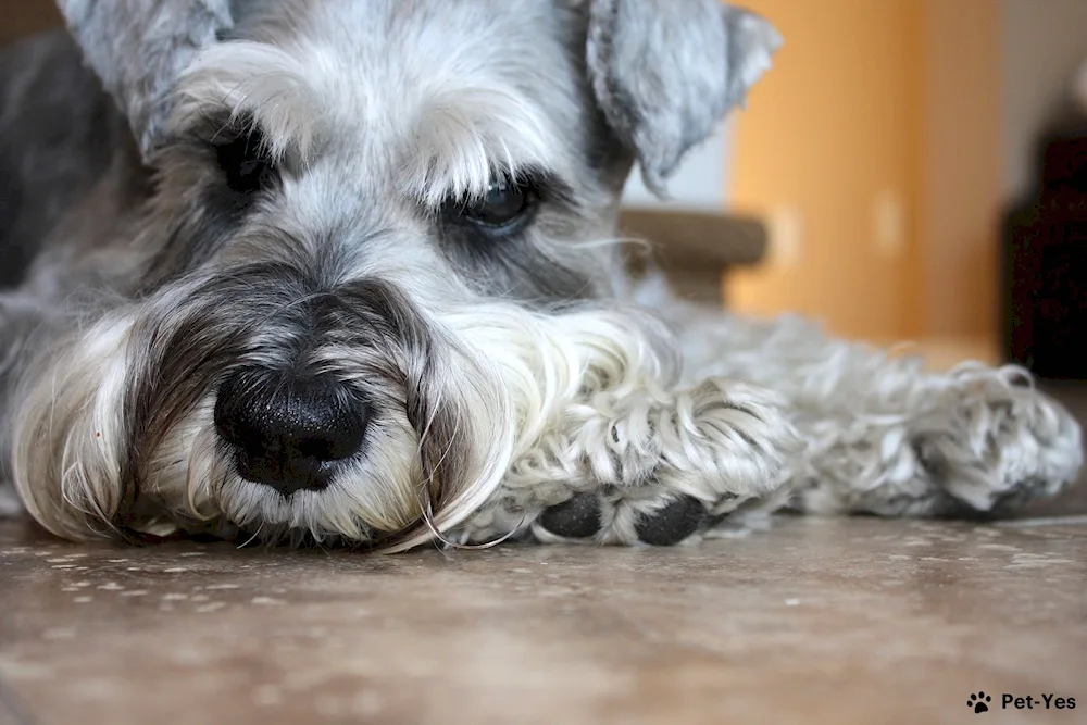 Tibetan Terrier