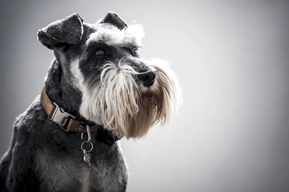 Cover Schnauzer Bearded