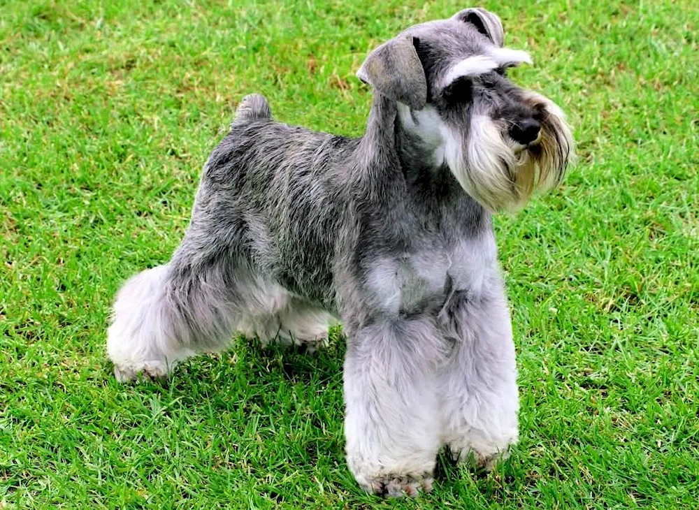 Riessenschnauzer