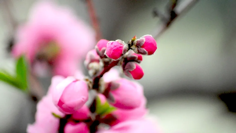 Cherry bud colour shade of pink