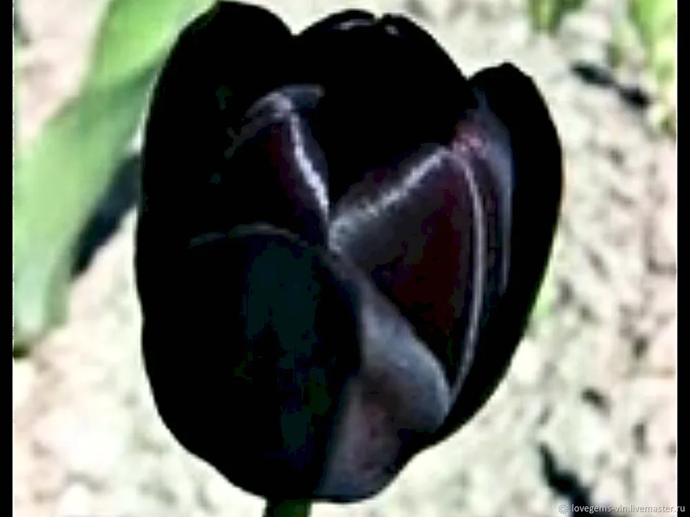 Black tulip colour