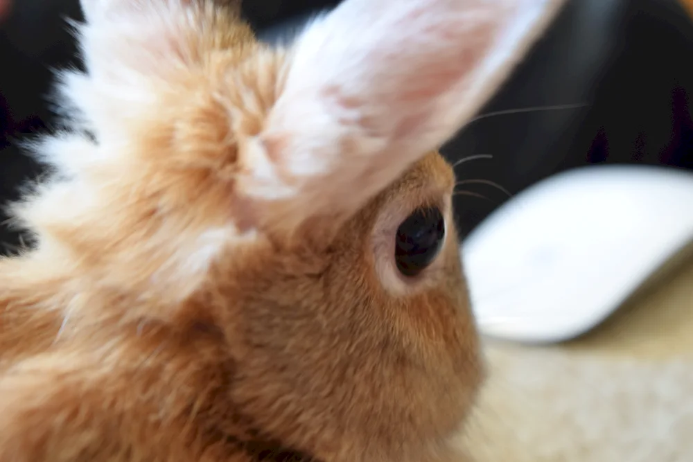 Eye colour in rabbits