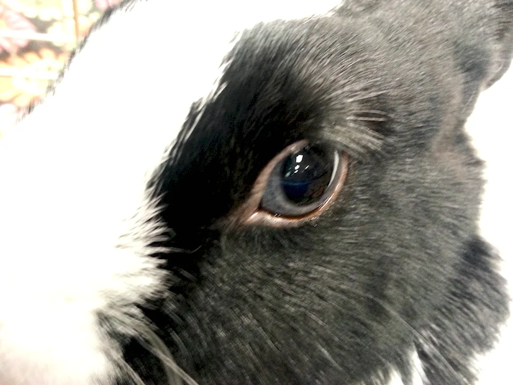 Iberian hare