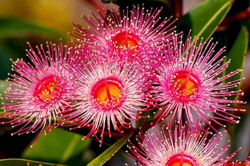 Eucalyptus blooming