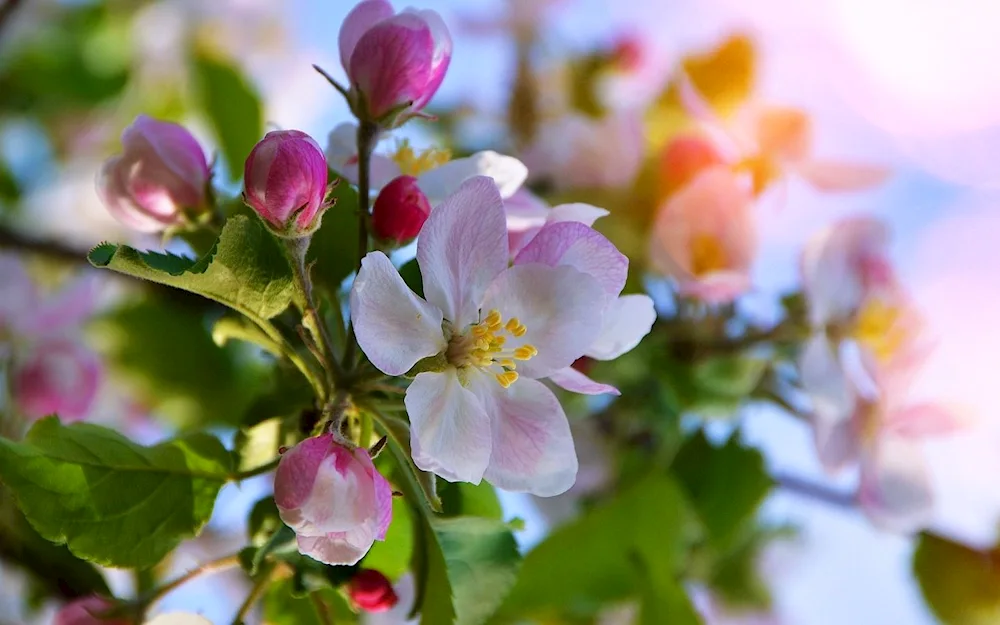 Jasmine apple tree