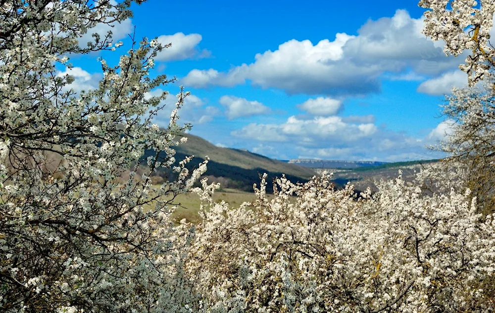 Crimean yaila blossom