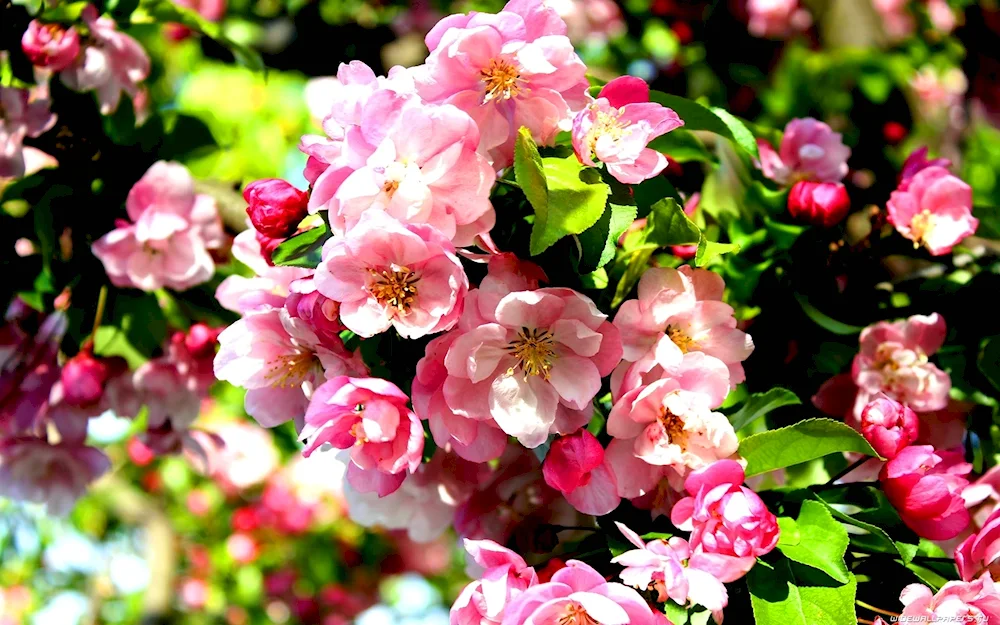 Cherry blossom apple tree