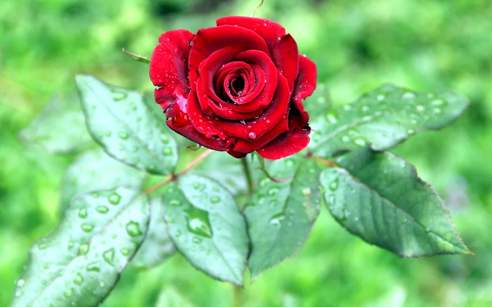 Beautiful rose plant