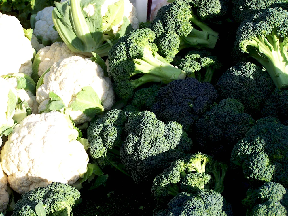 White cabbage is a cruciferous vegetable