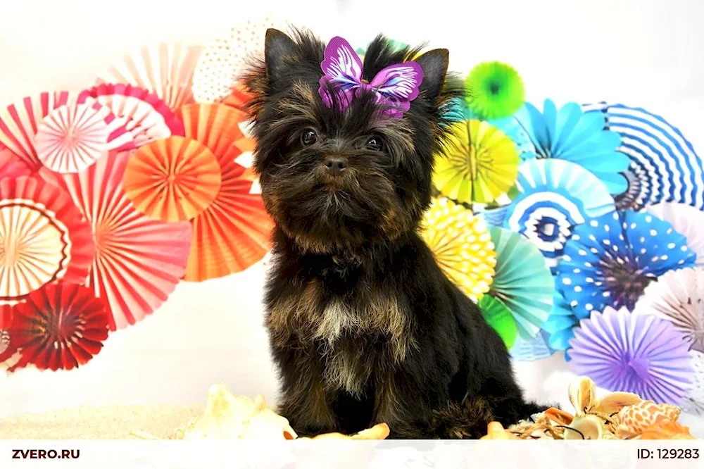 Coloured Yorkshire Terrier