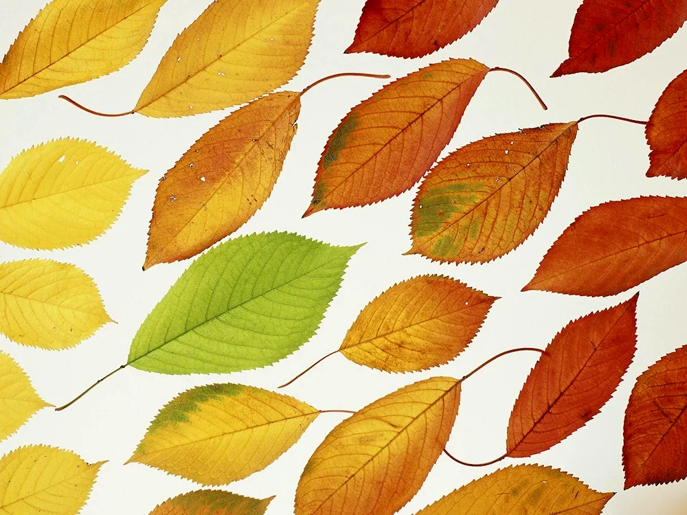 Coloured leaves